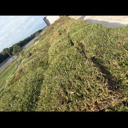 St. Augustine Sod 500sqft