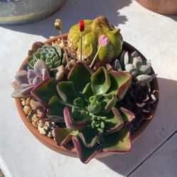 Succulent Arrangement 
