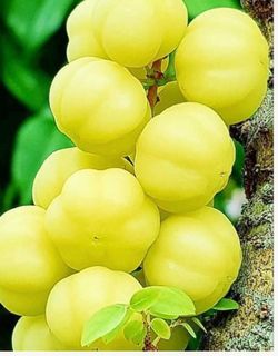Sweet star gooseberry tree (1-2 ft tall) from seed