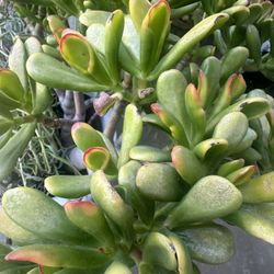 Succulent Tree 