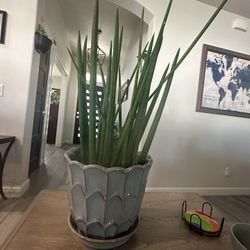 House plant 