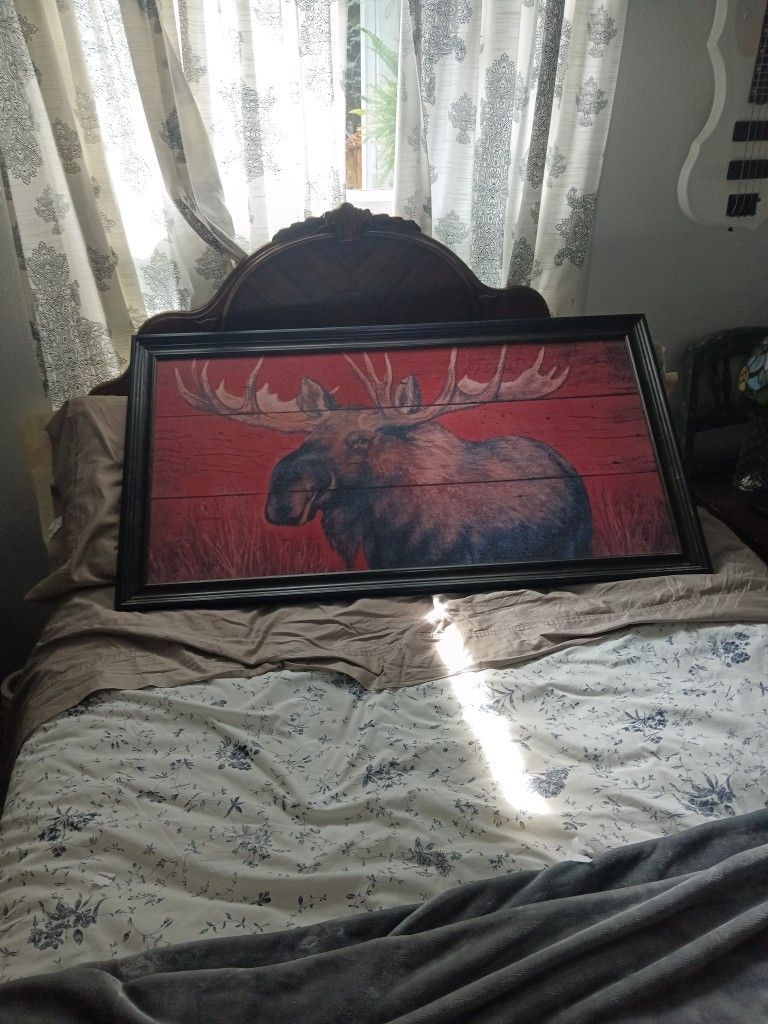 Moose !!!