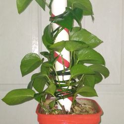 Pothos Evergreen Plants 