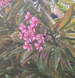 Pink plumerias