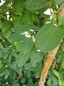 Organic homegrown guavas leaves