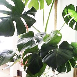 Rare Plant Split Leaves Large 2-4 Ft 5 Gallon Plant
