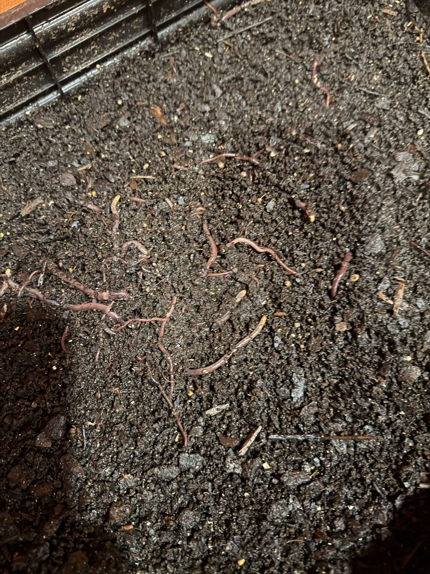 Fishing Worms. Home Grown. 25 Worms.