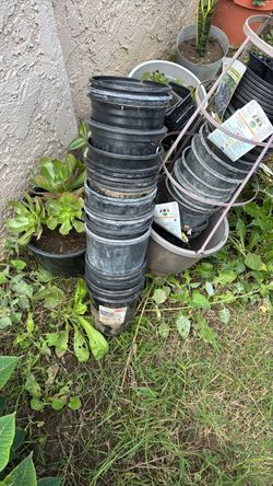 Free plant pots