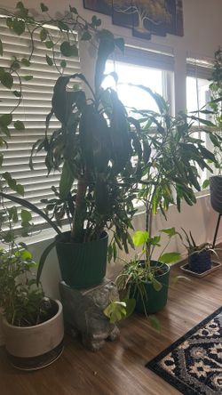 Single 3 feet big plant + pot
