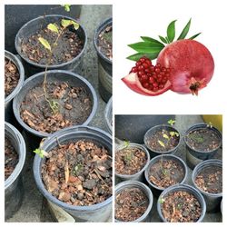 $15 Each pomegranate fruit tree seedlings live plant