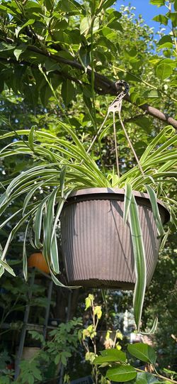 Spider hanging plant