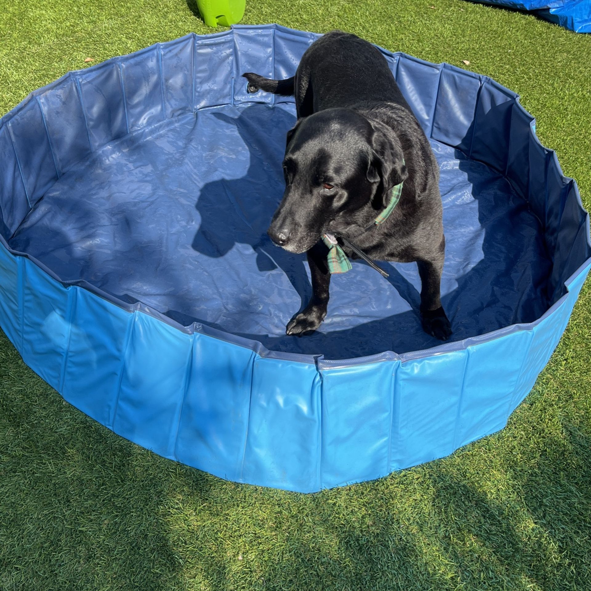 Frisco Outdoor Dog Swimming Pool XXL