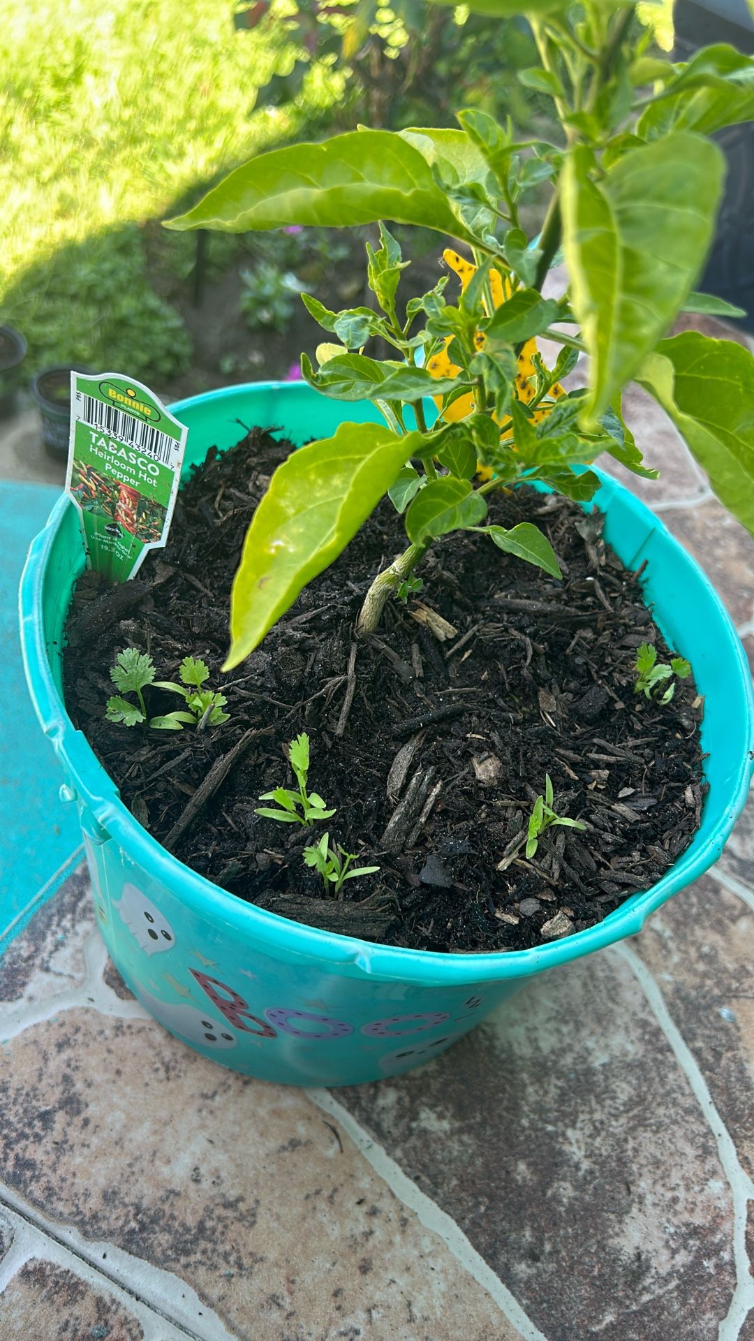 Tabasco Chile Plant