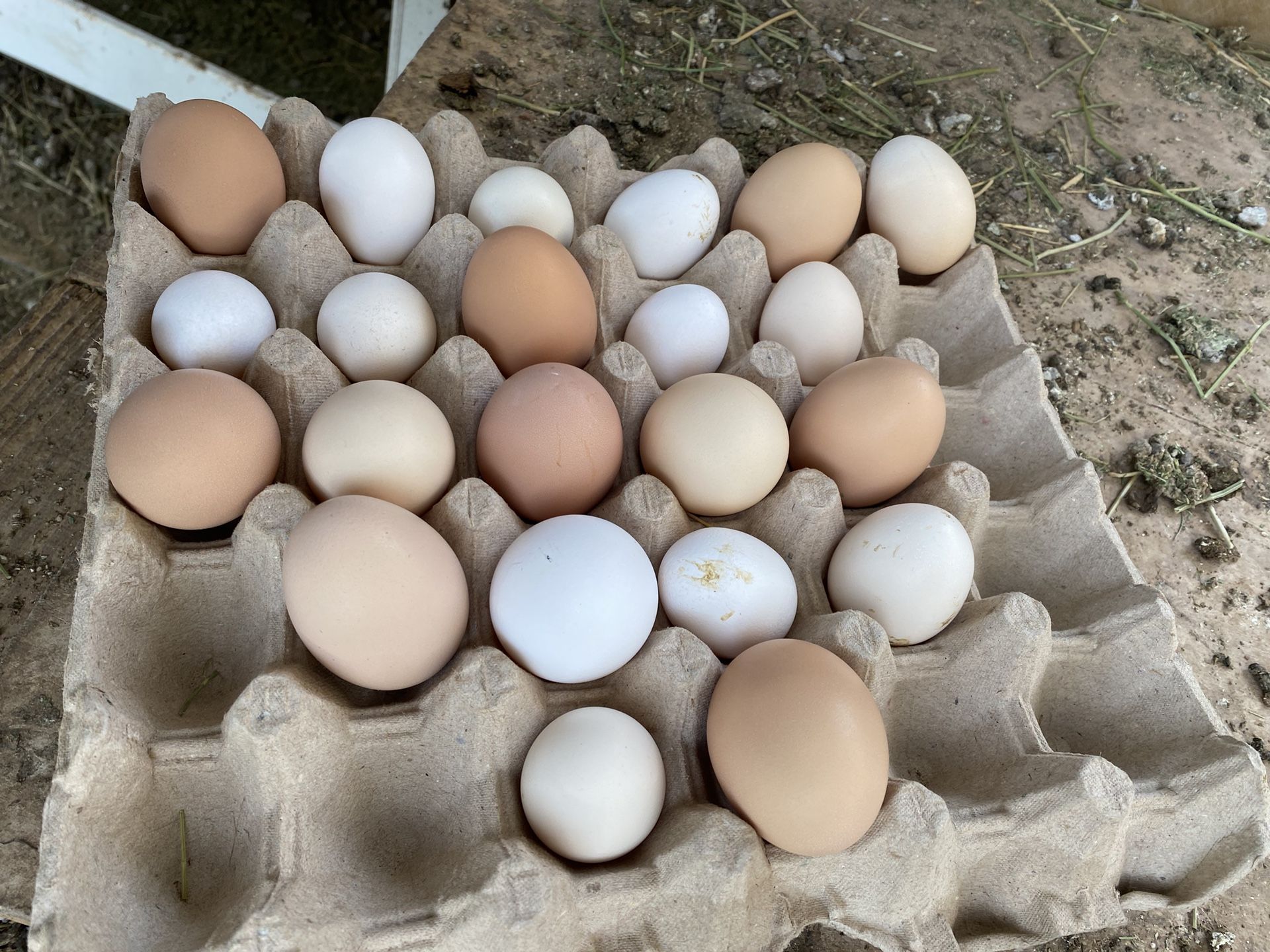 Eggs For Sale