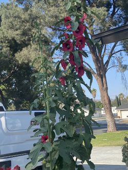 Holly Hock Seeds 