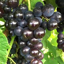 Grape Vine