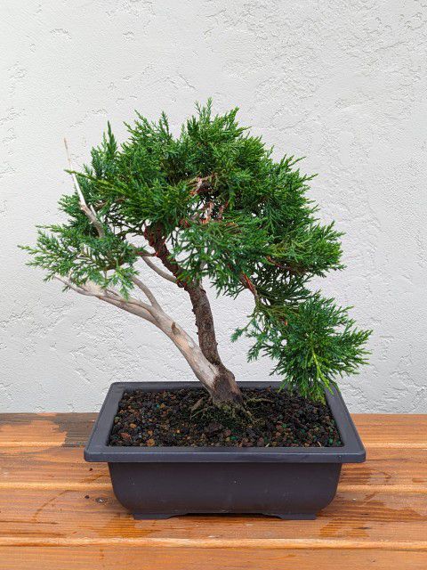 Juniper Bonsai Tree #23
