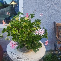 Plant For Sale, Pick It Up In Escondido Near Toyota 