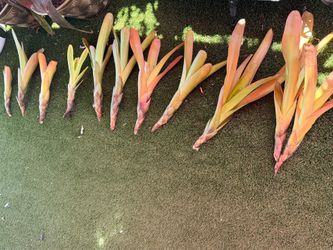 Bromeliads pups