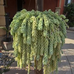 Hanging donkey Tail Suculent Plant 