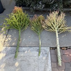 Fire Stick Cuttings