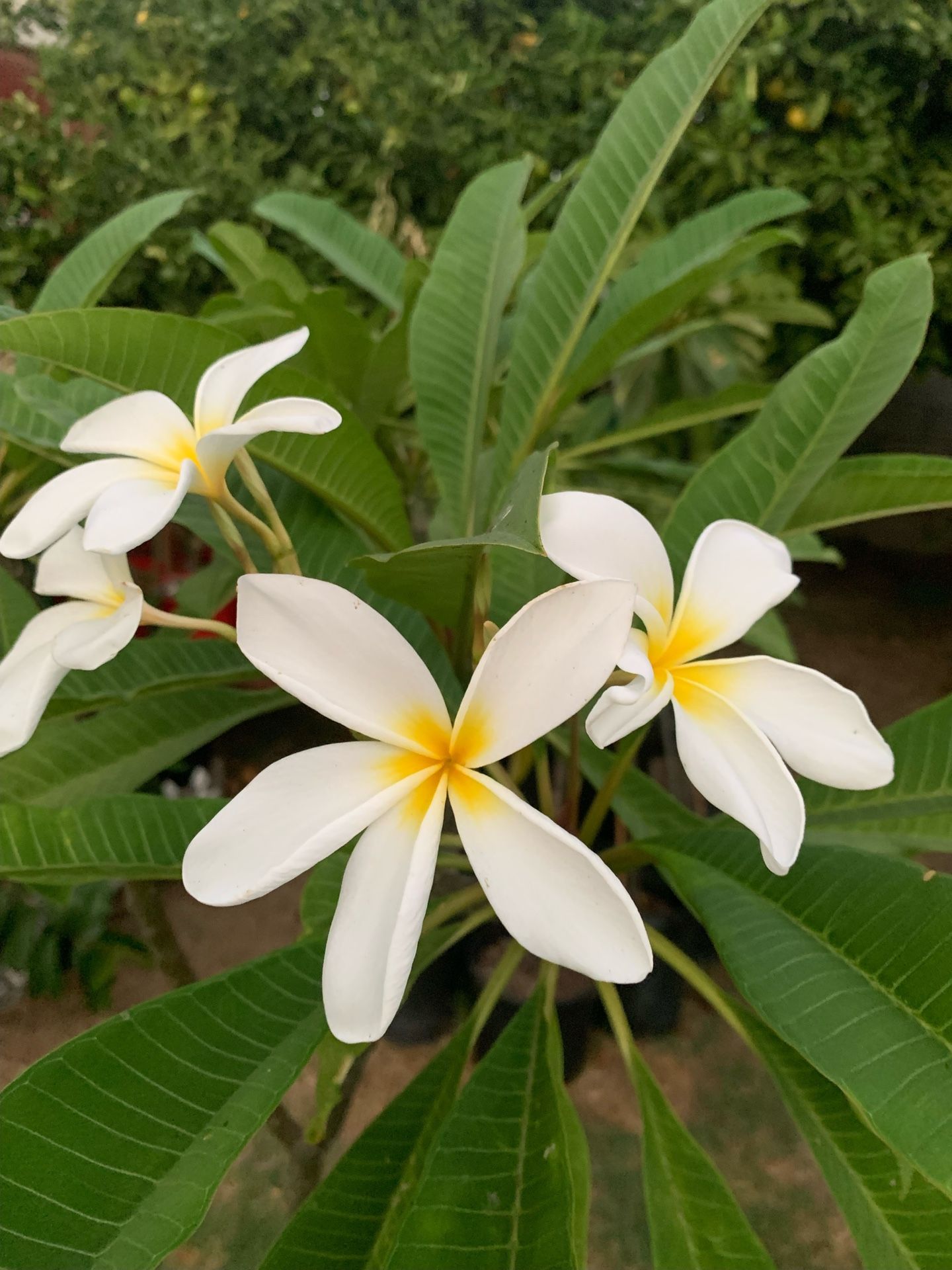 プルメリアページ Large Plumeria Tree