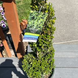 Green Mountain Boxwood