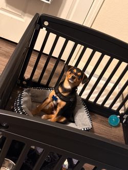 Puppy Playpen