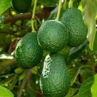Hass Avocado With Frui On Trees Now 