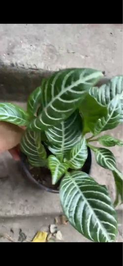 Exotic plant indoor/outdoor zebra plant, 3 plants in the pot; 95820