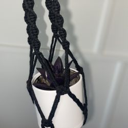 Hanging Purple Succulent