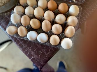 Se venden huevos orgánicos