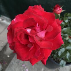 Red Flowers , Rose Bush Plant . In 5 Gallons Pot Pick Up Only