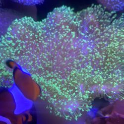 Neon Green Leather Toadstool 