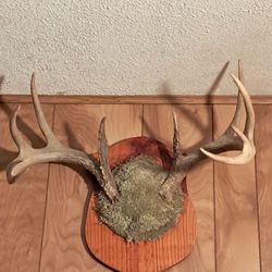 Deer Antlers 