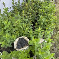 Mint Plants For Sale $2.50 For 5
