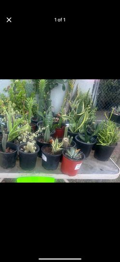Plants 