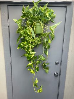 Pothos Patricio Trailing House Plant 6” Hanging Pot