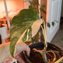 Monstera albo