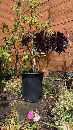 12inch container black reddish succulent