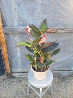 Canna Lily Plant 8" Nursery Pot