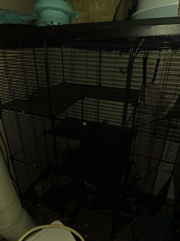 Cat / Critter Play Cage For $ Obo
