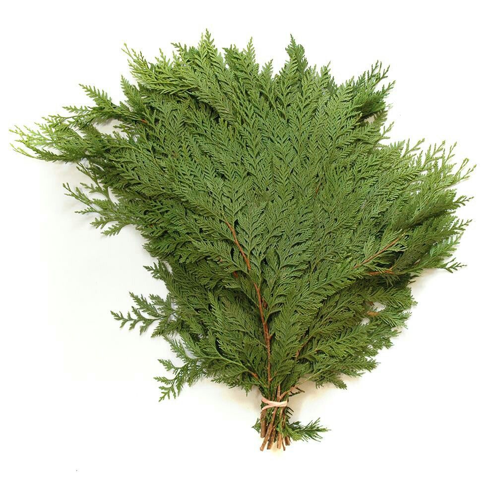 BUYING cedar boughs 20 cents per pound