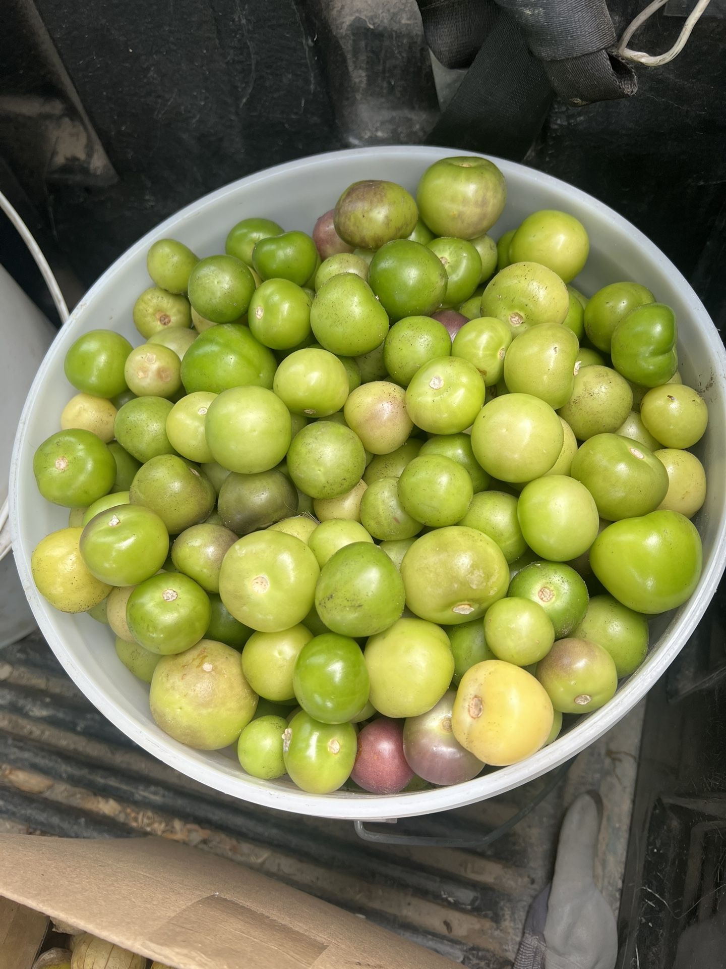 Tomatillo For Sell