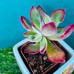 Rare Echeveria pulvinata Rose Live Rooted , get 2 free succulent cuttings