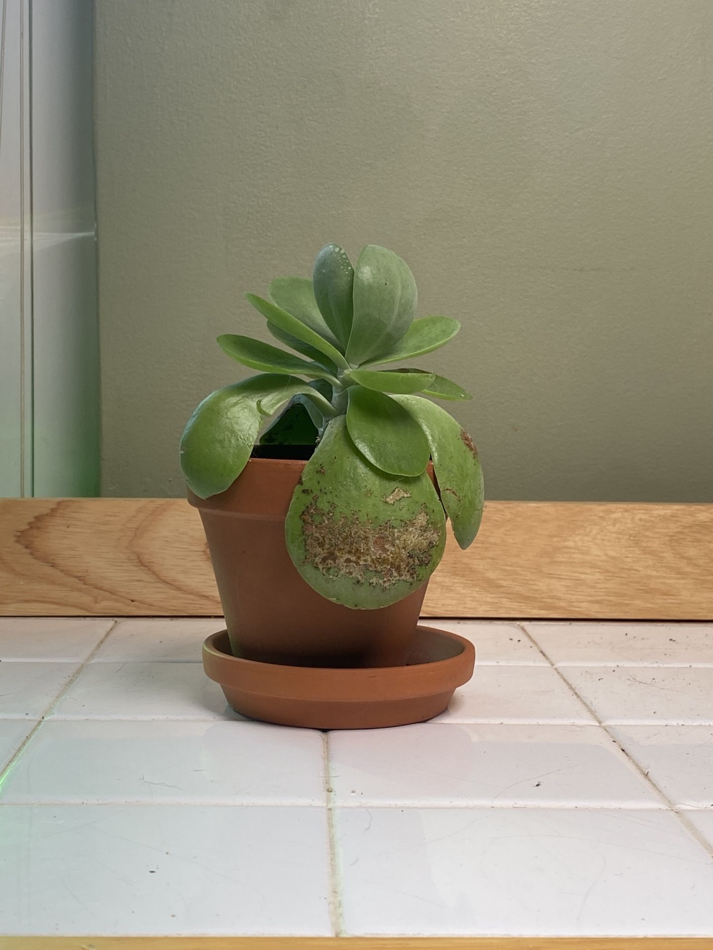 Houseplants For Sale - Small Succulent Houseplant