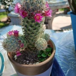 Suculenta