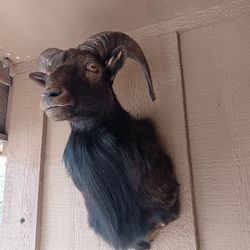 Taxidermy Ram