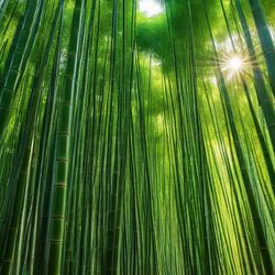$525.00 For 75 Individual 12 Inch Long Yellow Groove Running Bamboo Plant Rhizomes 