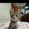 Evelyn